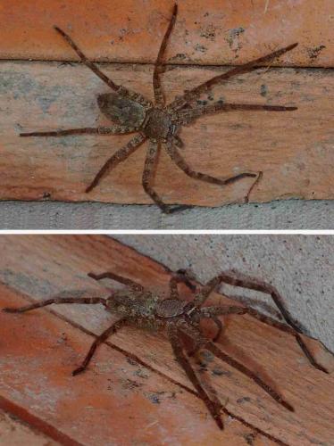 Réf. 220 552 : Heteropoda venatoria